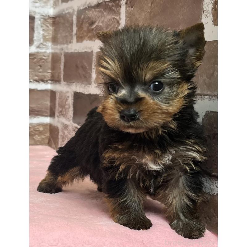 販売中の鹿児島県のヨークシャーテリア-436583の6枚目