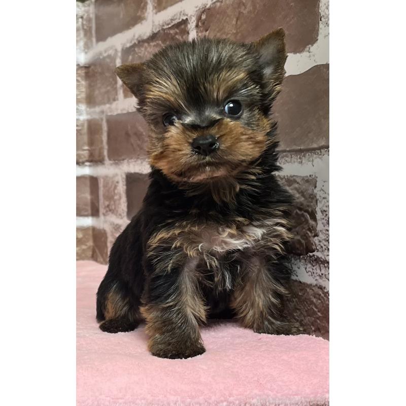 販売中の鹿児島県のヨークシャーテリア-436583の5枚目