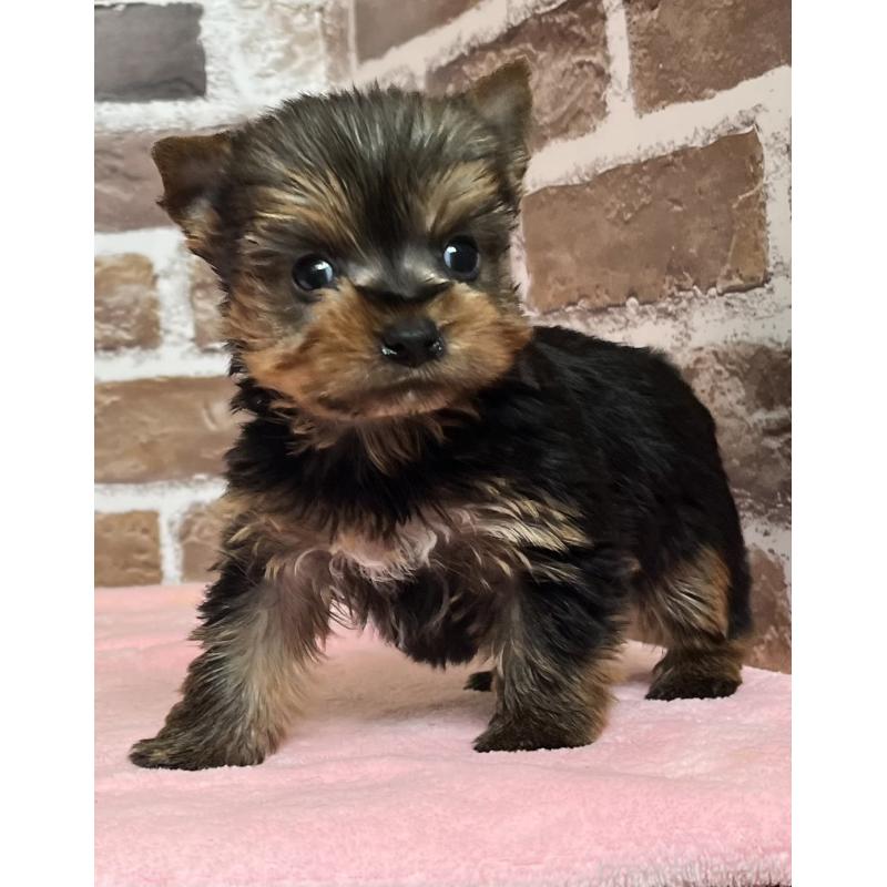 販売中の鹿児島県のヨークシャーテリア-436583の4枚目