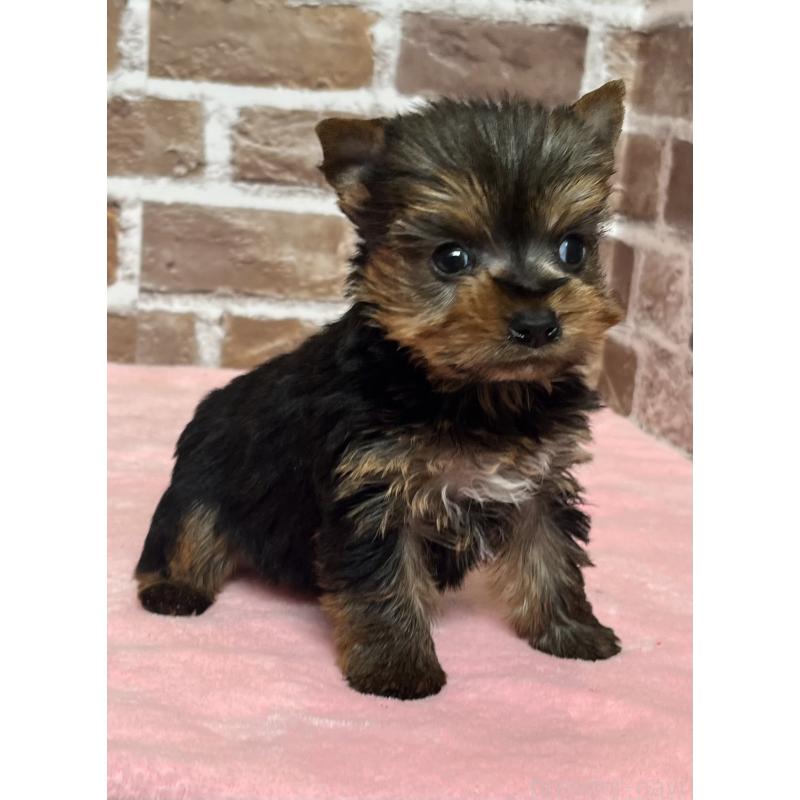 販売中の鹿児島県のヨークシャーテリア-436583の3枚目