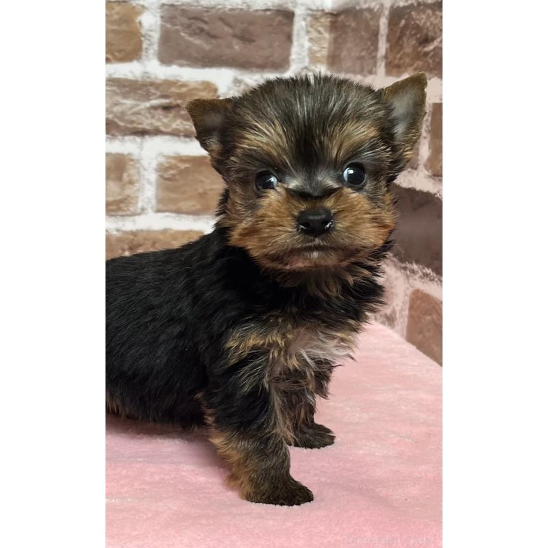 販売中の鹿児島県のヨークシャーテリア-436583の2枚目