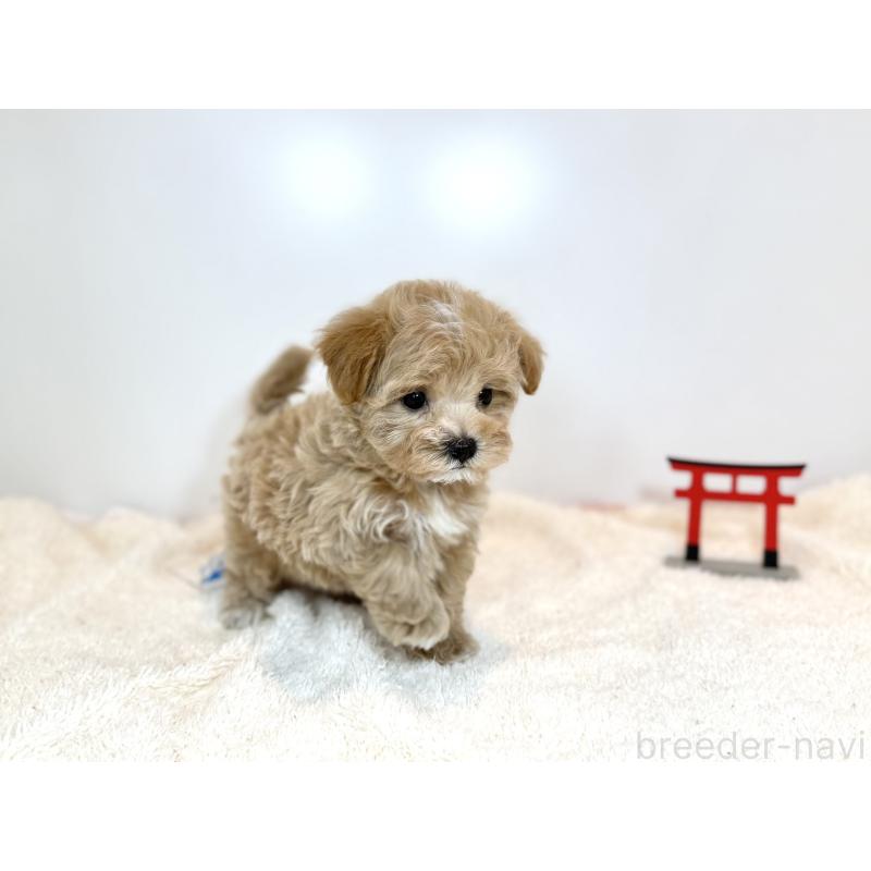 販売中の広島県のマルプー:マルチーズ×トイプードル-436587の2枚目