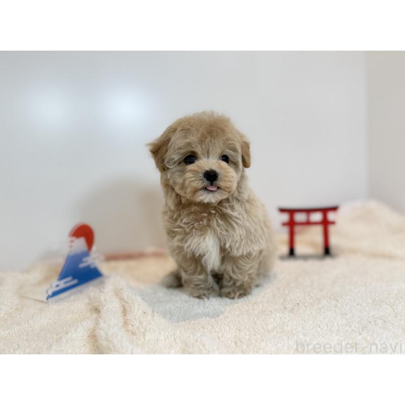 販売中の広島県のマルプー:マルチーズ×トイプードル-436588の3枚目