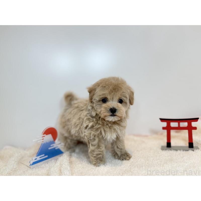 販売中の広島県のマルプー:マルチーズ×トイプードル-436588の2枚目