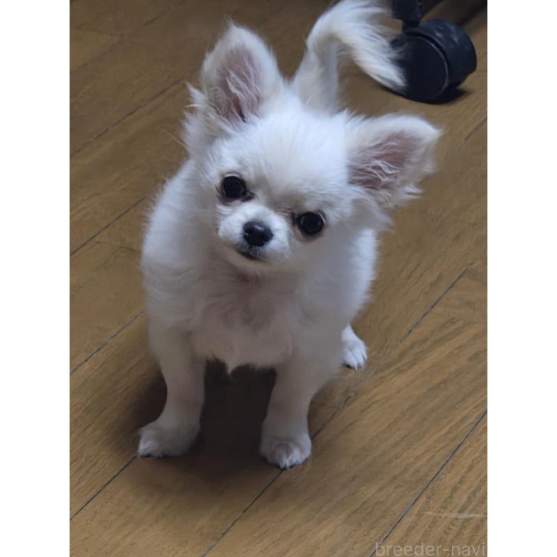 販売中の愛知県のチワワ(ロングコート)-427339の4枚目