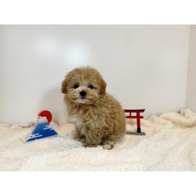 販売中の広島県のマルプー:マルチーズ×トイプードル-436589の3枚目