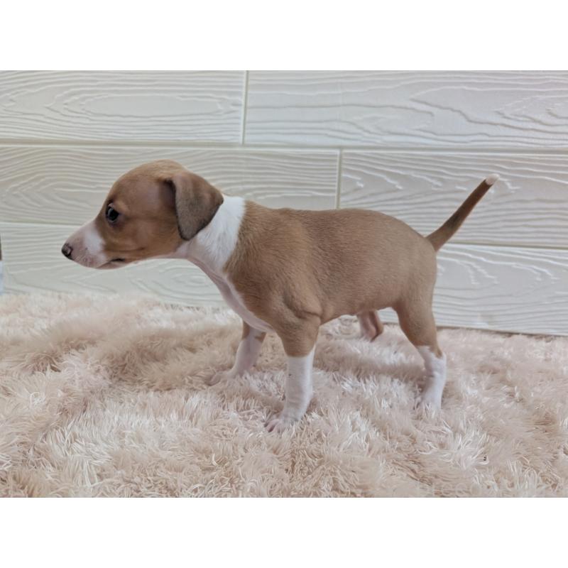 成約済の愛媛県のイタリアングレーハウンド(イタグレ)-430143の7枚目