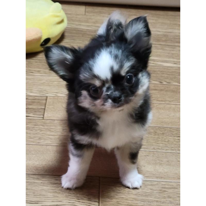 成約済の千葉県のチワワ(ロングコート)-424177の8枚目