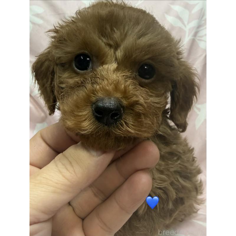 販売中の愛知県のトイプードル-429424の7枚目