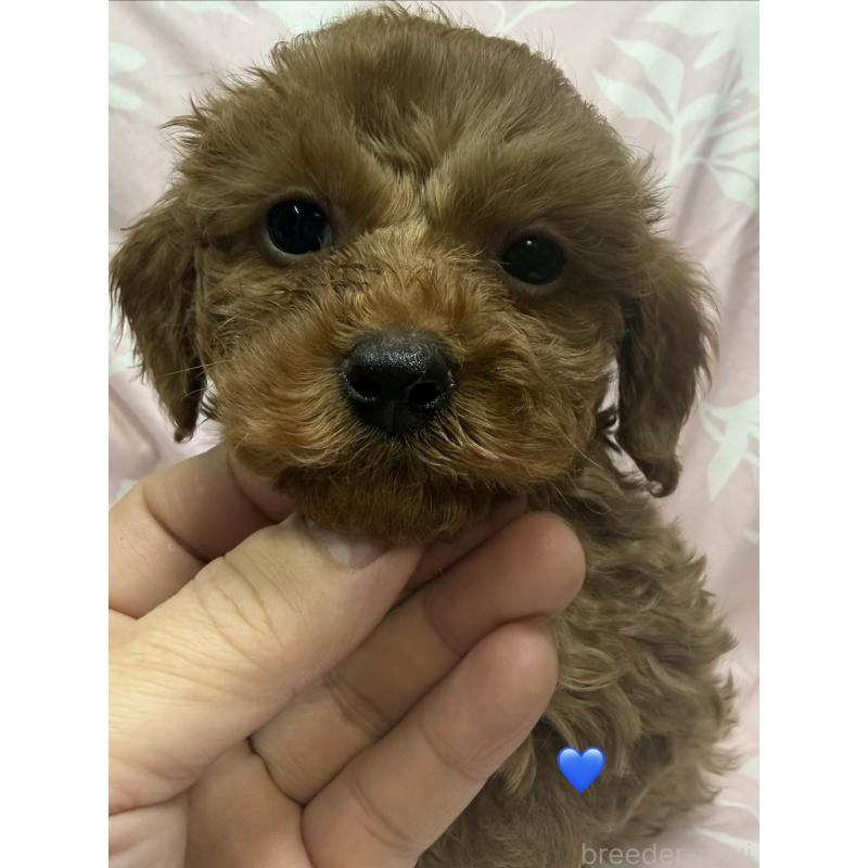 販売中の愛知県のトイプードル-429424の6枚目