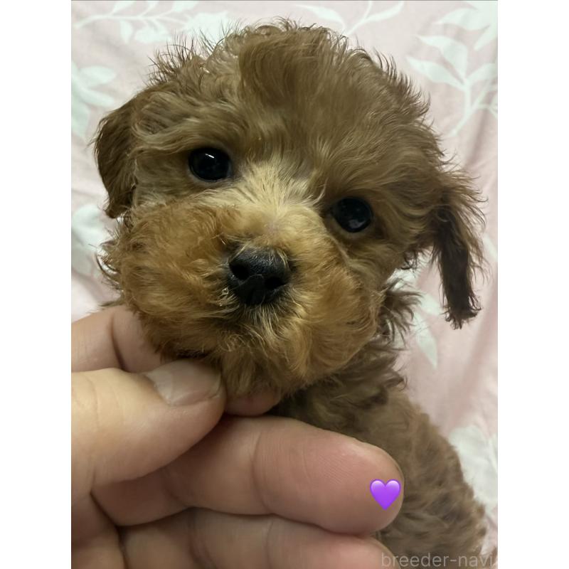 販売中の愛知県のトイプードル-429425の5枚目