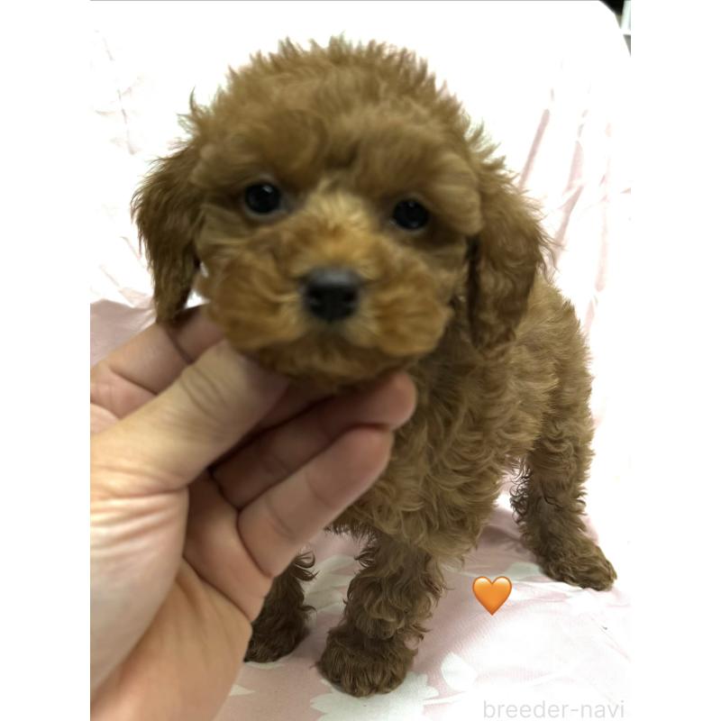 販売中の愛知県のトイプードル-429423の6枚目