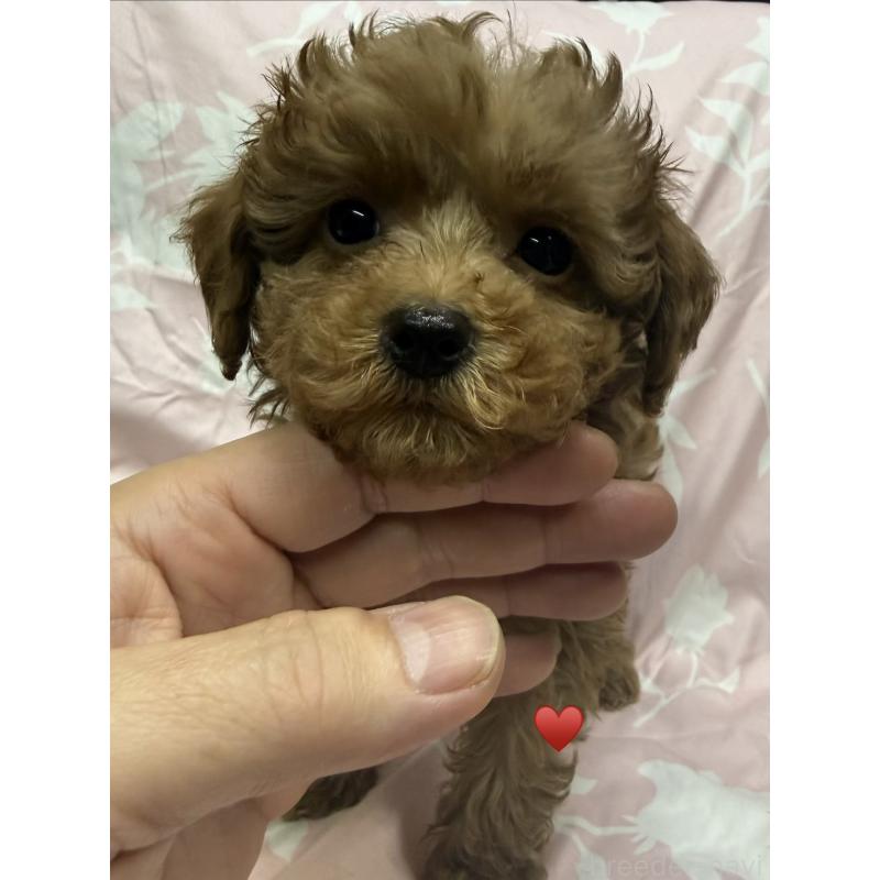 販売中の愛知県のトイプードル-429420の6枚目