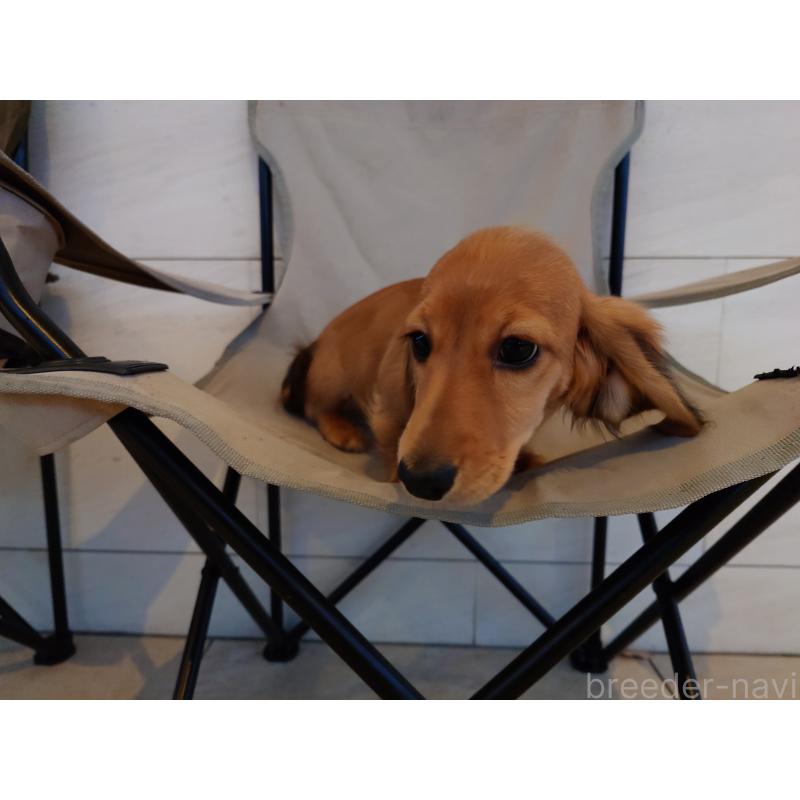 販売中の愛知県のミニチュアダックスフンド(ロングヘアード)-418375の2枚目