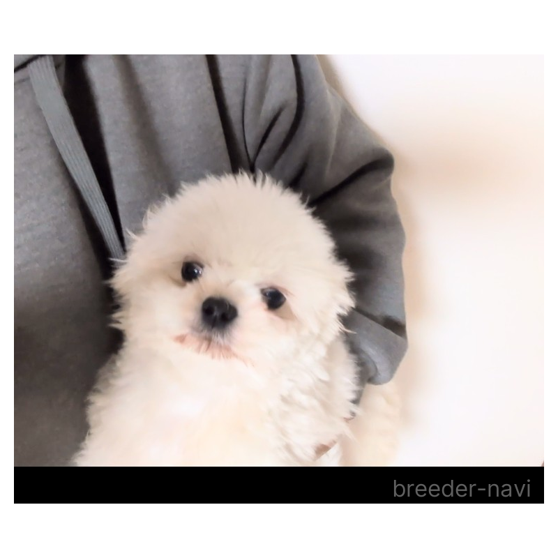 販売中の茨城県のミックス犬-413234の3枚目