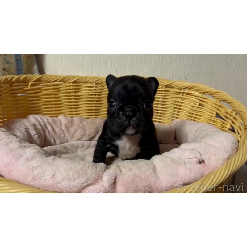 販売中の岡山県のフレンチブルドッグ-431018の21枚目