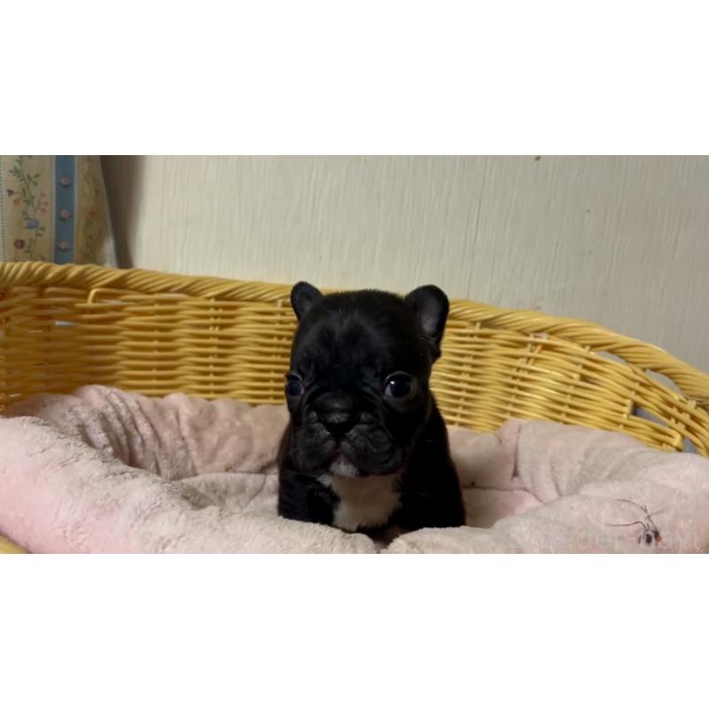 販売中の岡山県のフレンチブルドッグ-431018の20枚目