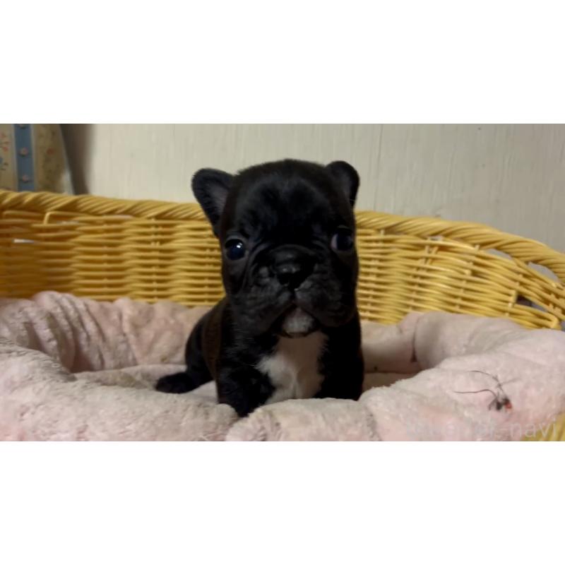 販売中の岡山県のフレンチブルドッグ-431018の19枚目