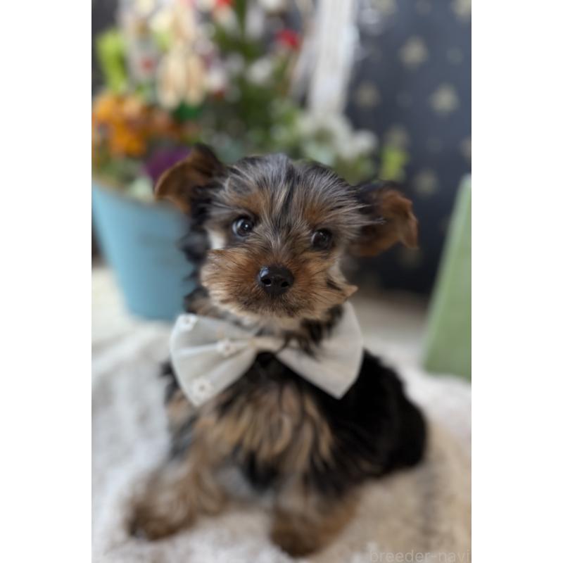 成約済の宮崎県のヨークシャーテリア-434108の9枚目