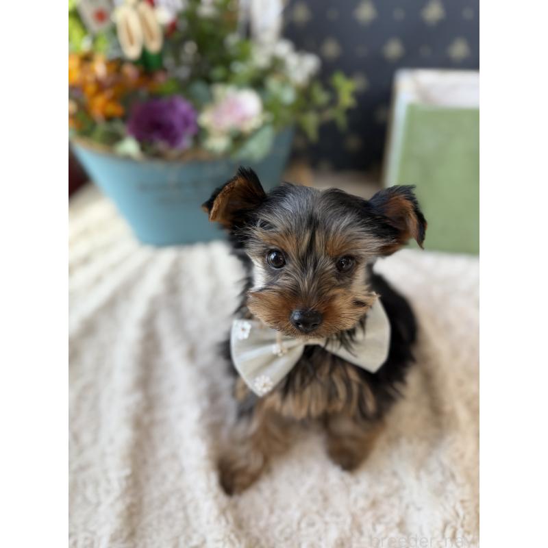 成約済の宮崎県のヨークシャーテリア-434108の6枚目