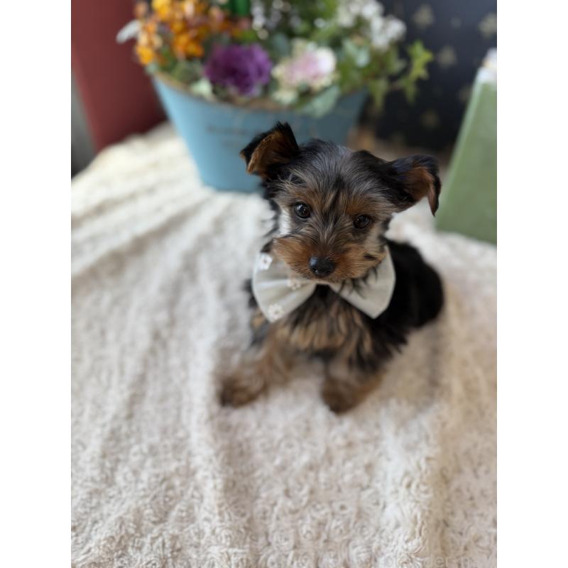 成約済の宮崎県のヨークシャーテリア-434108の3枚目