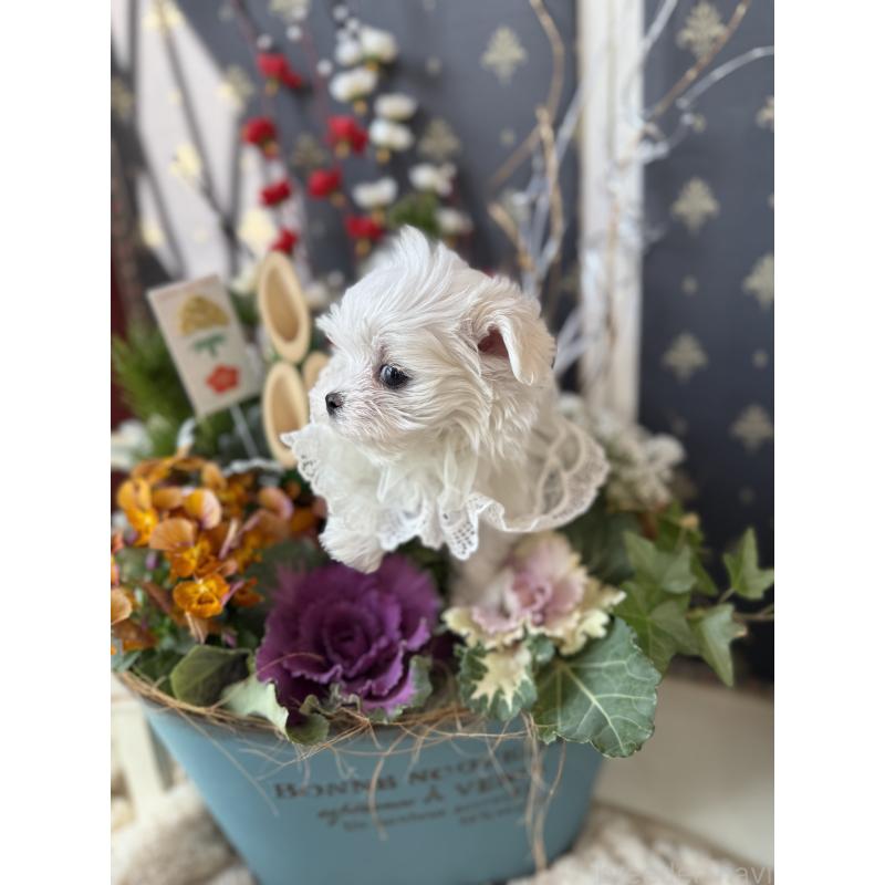 販売中の宮崎県のマルチーズ-428092の21枚目