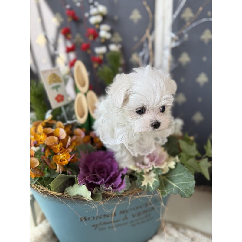 販売中の宮崎県のマルチーズ-428092の20枚目