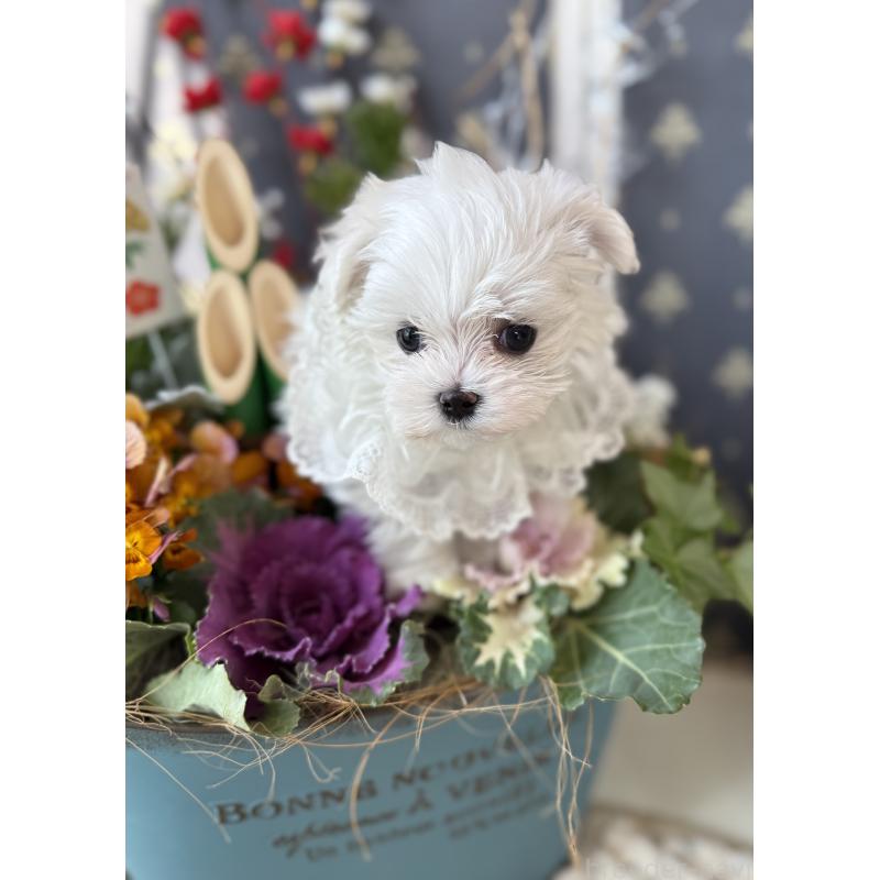 販売中の宮崎県のマルチーズ-428092の19枚目