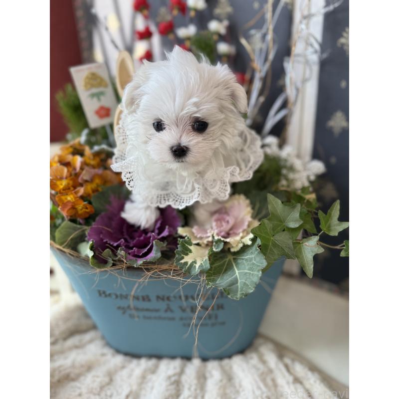 販売中の宮崎県のマルチーズ-428092の18枚目