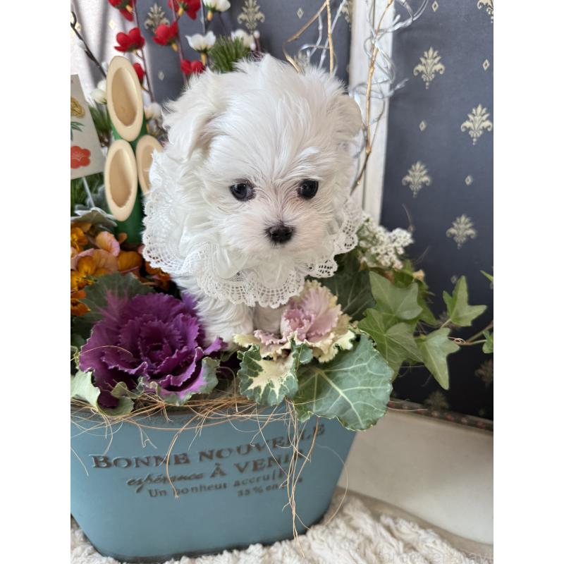 販売中の宮崎県のマルチーズ-428092の17枚目