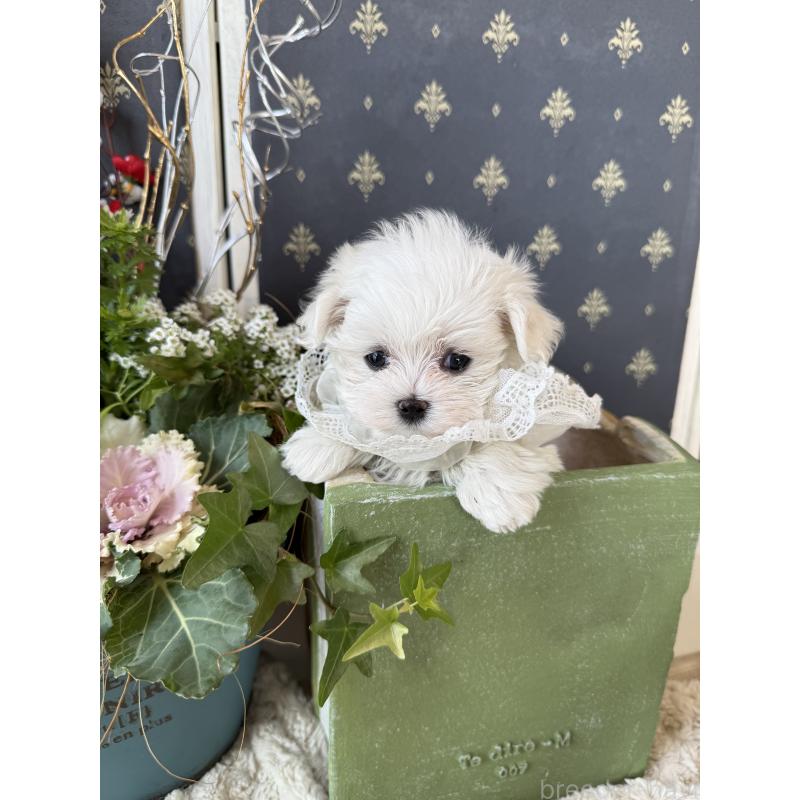 販売中の宮崎県のマルチーズ-428092の16枚目