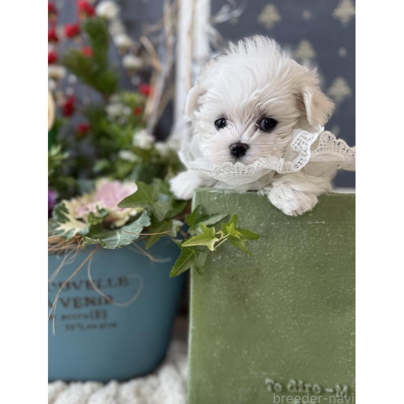 販売中の宮崎県のマルチーズ-428092の15枚目