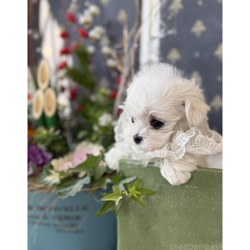 販売中の宮崎県のマルチーズ-428092の14枚目