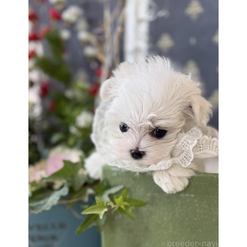 販売中の宮崎県のマルチーズ-428092の13枚目