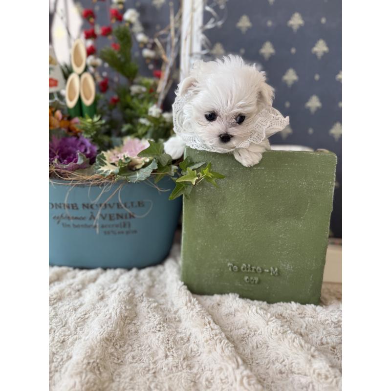 販売中の宮崎県のマルチーズ-428092の12枚目