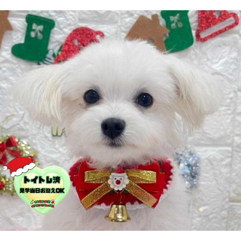 販売中の茨城県のチワマル:チワワ×マルチーズ-402707