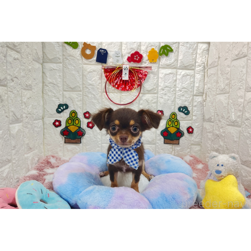 販売中の茨城県のチワワ(ロングコート)-431968の2枚目