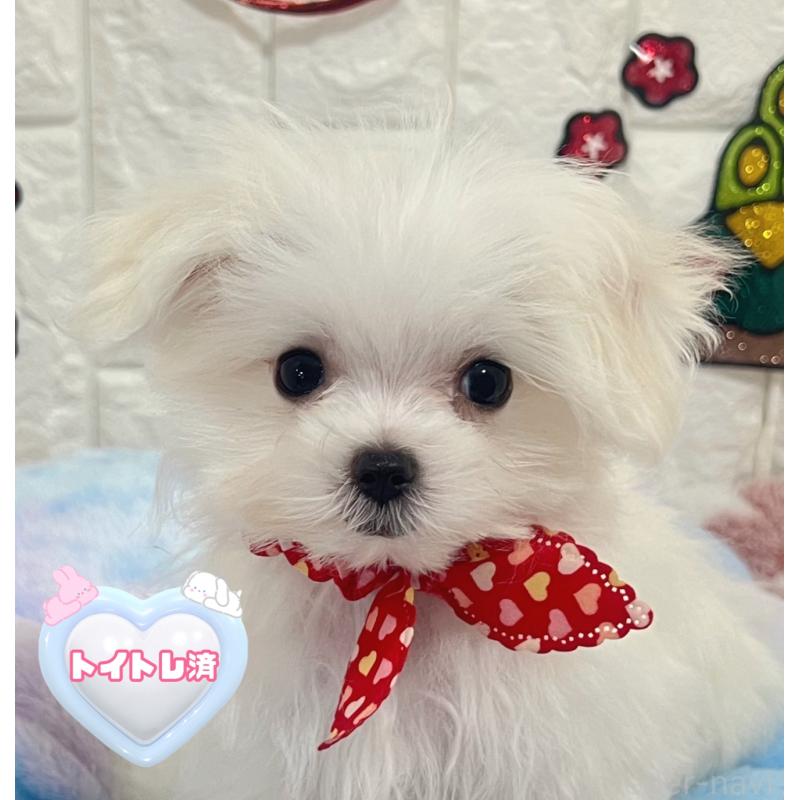 販売中の茨城県のマルチーズ-431969