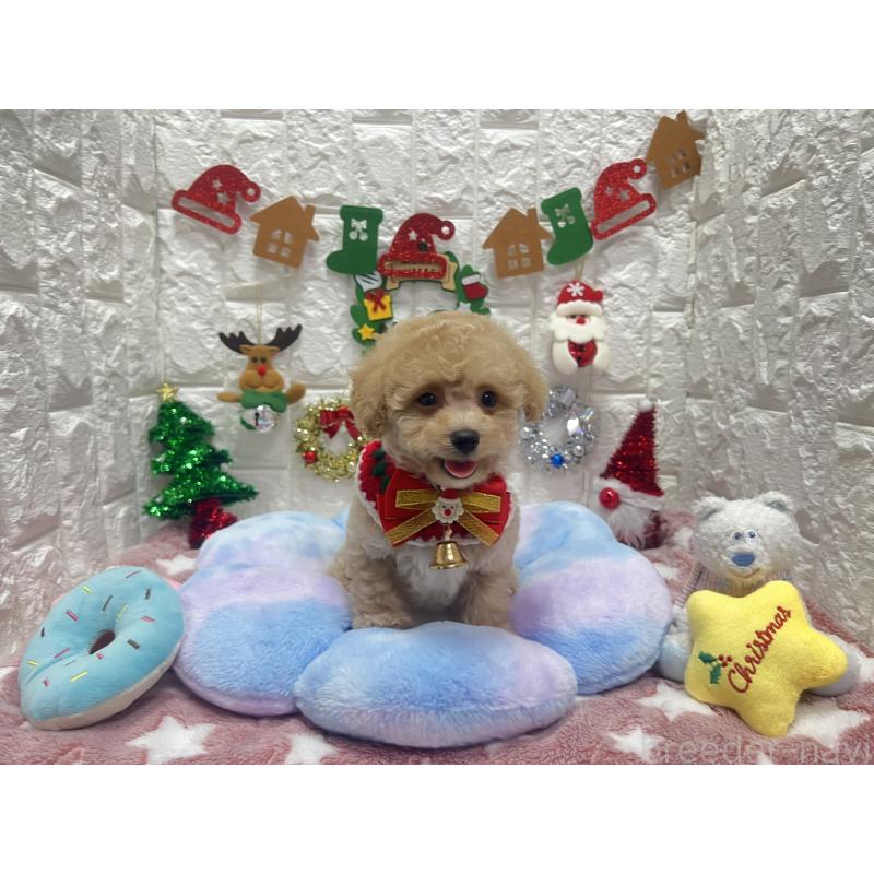 販売中の茨城県のビションプー:ビションフリーゼ×トイプードル-428277の8枚目