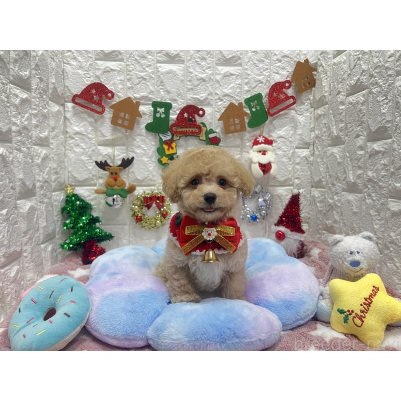 販売中の茨城県のビションプー:ビションフリーゼ×トイプードル-428277の7枚目