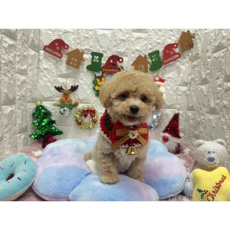 販売中の茨城県のビションプー:ビションフリーゼ×トイプードル-428277の6枚目