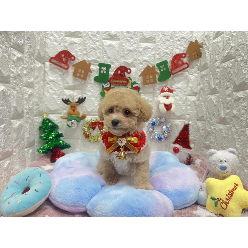 販売中の茨城県のビションプー:ビションフリーゼ×トイプードル-428277の5枚目