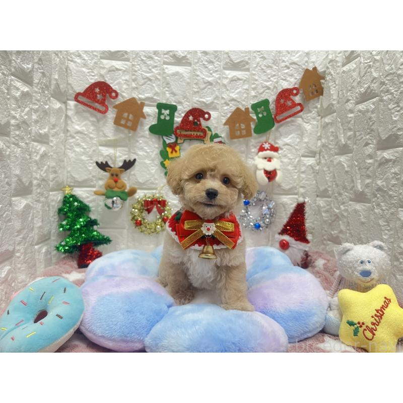 販売中の茨城県のビションプー:ビションフリーゼ×トイプードル-428277の4枚目