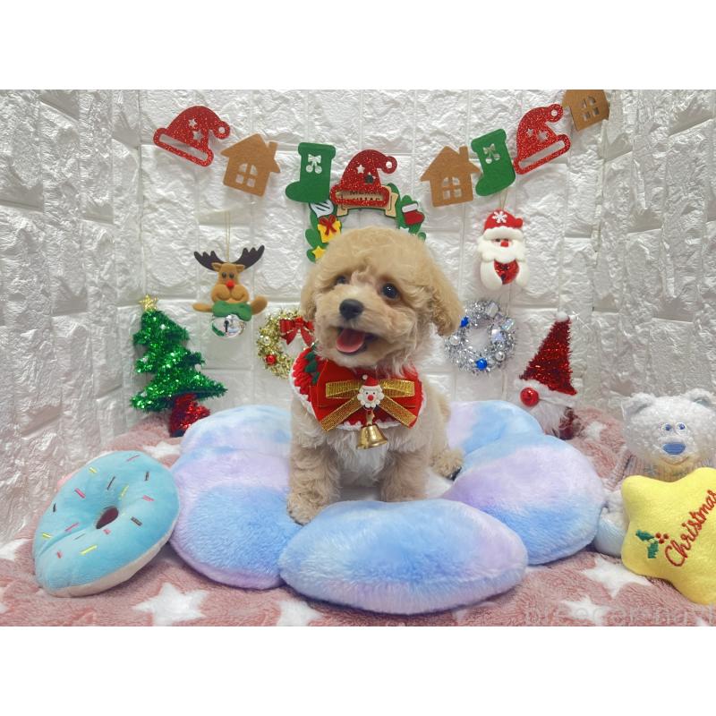 販売中の茨城県のビションプー:ビションフリーゼ×トイプードル-428277の2枚目