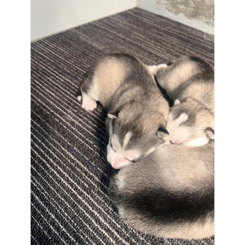 販売中の静岡県のシベリアンハスキー-436483の7枚目