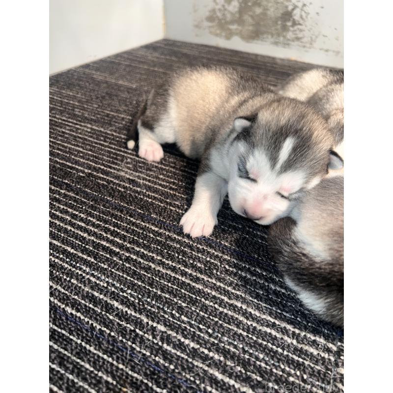 販売中の静岡県のシベリアンハスキー-436483の6枚目