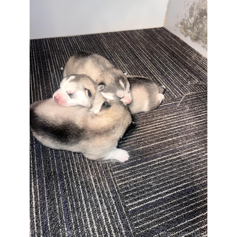 販売中の静岡県のシベリアンハスキー-436483の4枚目