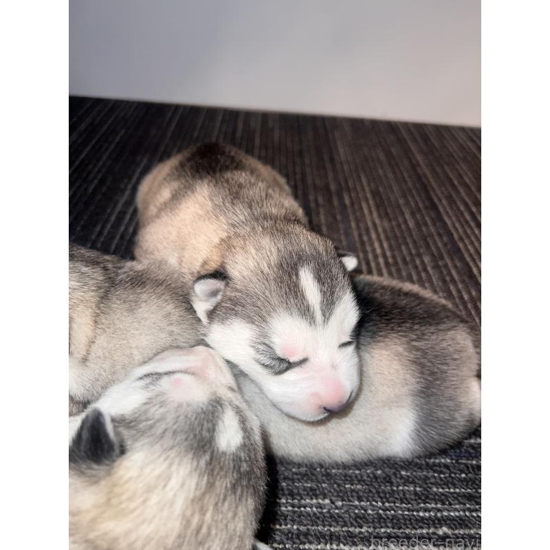 販売中の静岡県のシベリアンハスキー-436483の2枚目