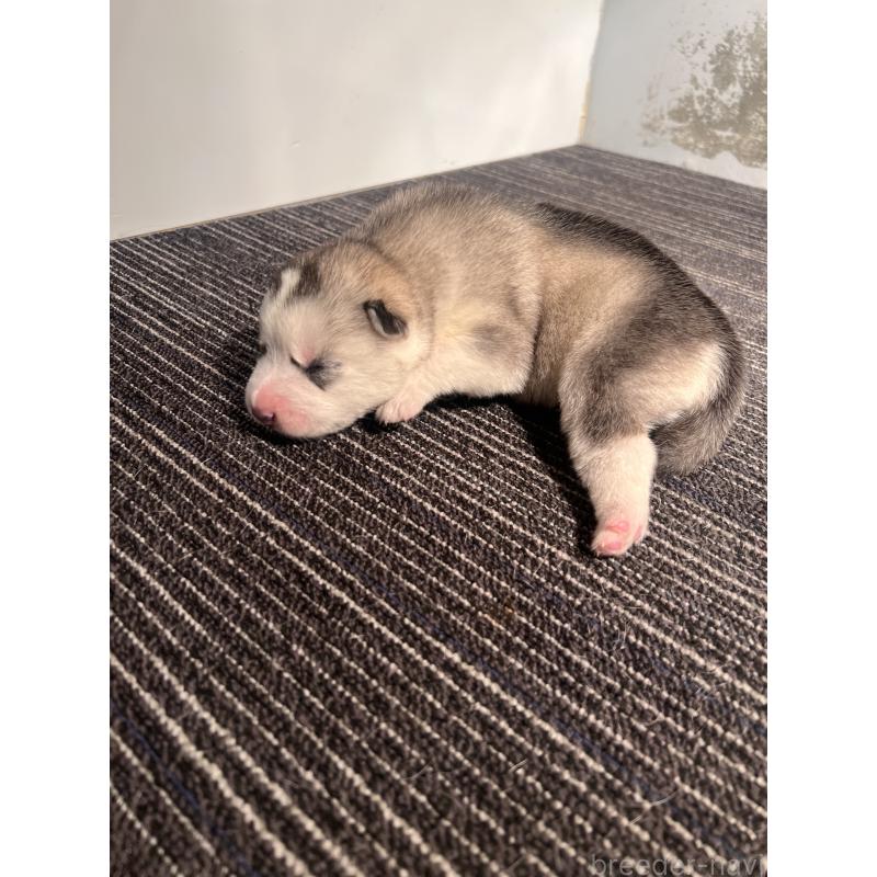 販売中の静岡県のシベリアンハスキー-436484の6枚目