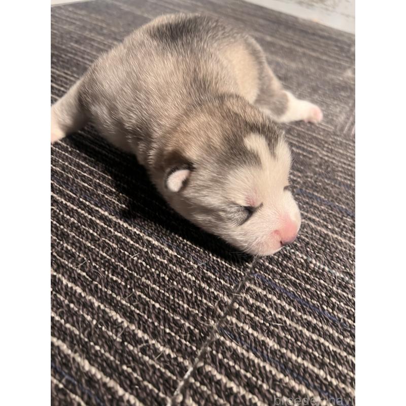 販売中の静岡県のシベリアンハスキー-436484の5枚目